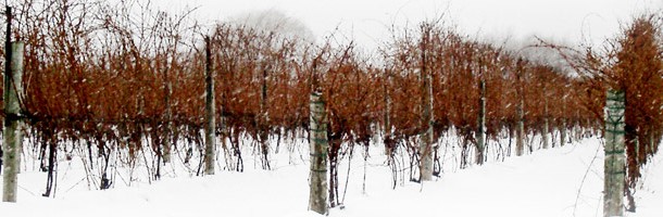 Snowey-vines