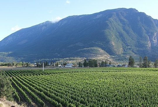 B.C. wine report: Lillooet’s first VQA designate wine from Fort Berens, plus Culmina, Black Hills and Haywire reviews B.C. wine report: Lillooet’s first VQA designate wine from Fort Berens, plus Culmina, Black Hills and Haywire reviews