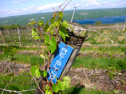 Finger Lakes riesling vineyard.