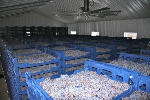 La Penna grapes being air dried in a special shed.