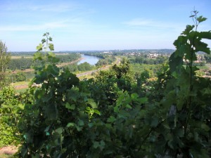 A view of Sauternes from the vineyards.