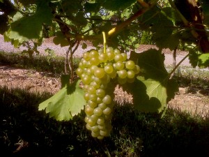 The viognier that will make up the 2010 Fielding viognier.