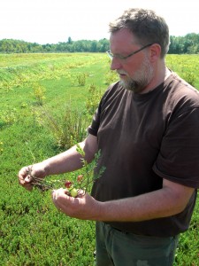 Murray Johnston in the cranberry bog.