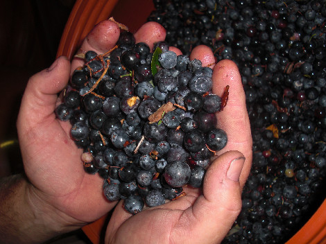A handful of blueberries at Muskoka Lakes Winery.