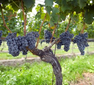 Grapes waiting to be picked at Hillebrand
