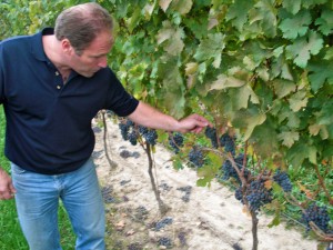 Vineland Estate winemaker Brian Schmidt checks the 2010 crop.