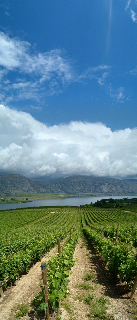 View of the vineyards at Osoyoos Larose.