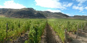 View of Osoyoos Larose vineyards.