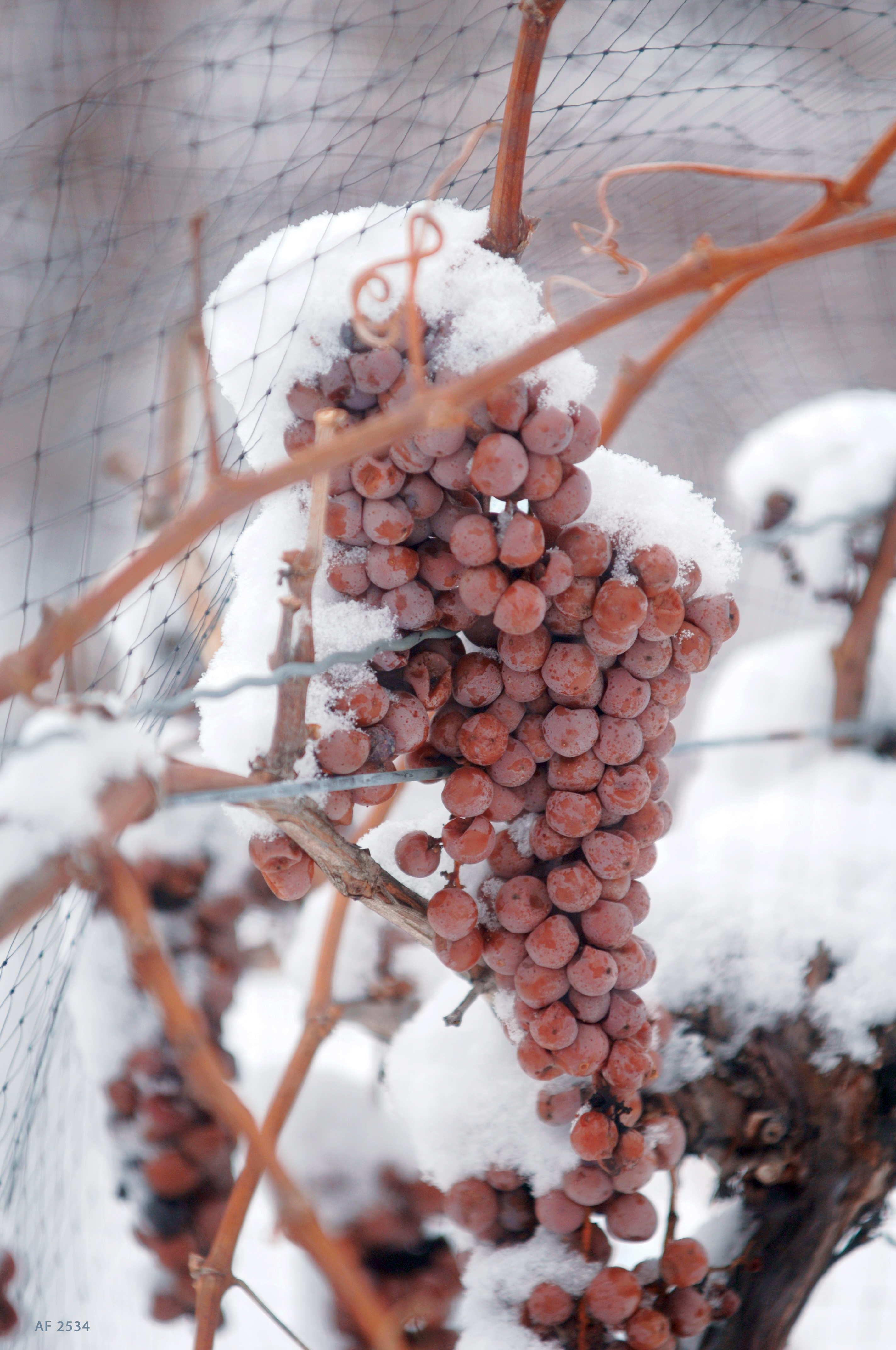 Icewine grapes at Inniskillin.