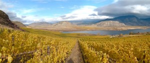 More Osoyoos Larose vineyards.