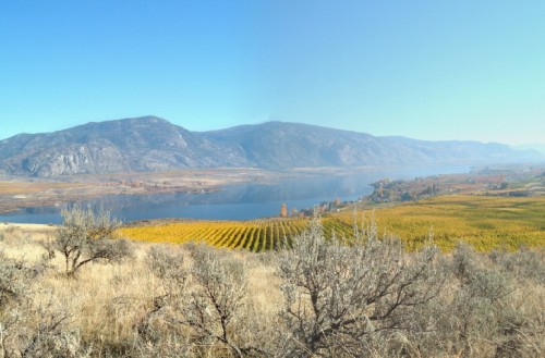 View of Osoyoos Larose vineyard.