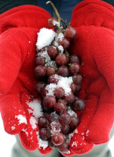 icegrapes