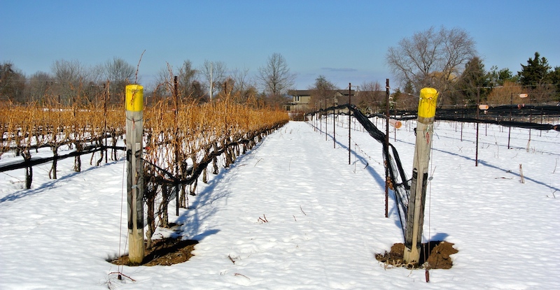 This photo taken last spring shows the deal Merlot vines on the right at Rosewood. A sad, sad sight.