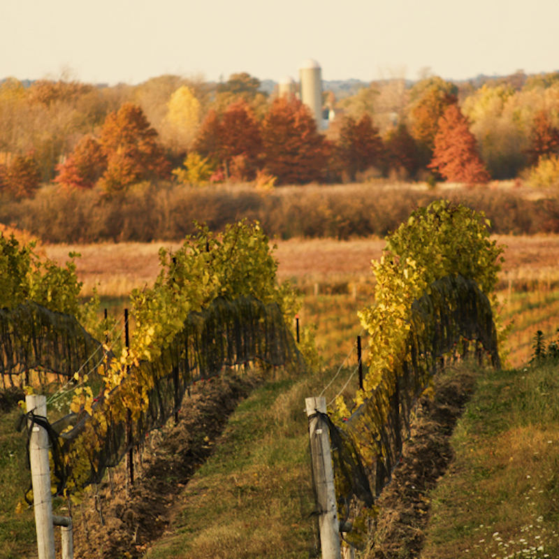Ravine Vineyard Autumn Vineyard Winery Gallary 880x880