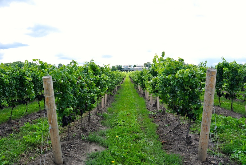 Niagara winemaker