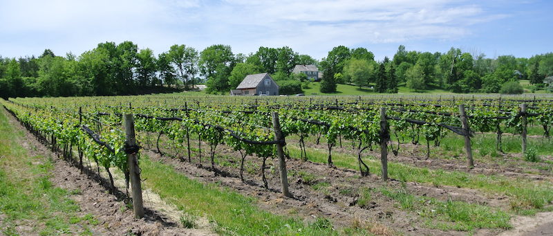 Best Ontario vineyards