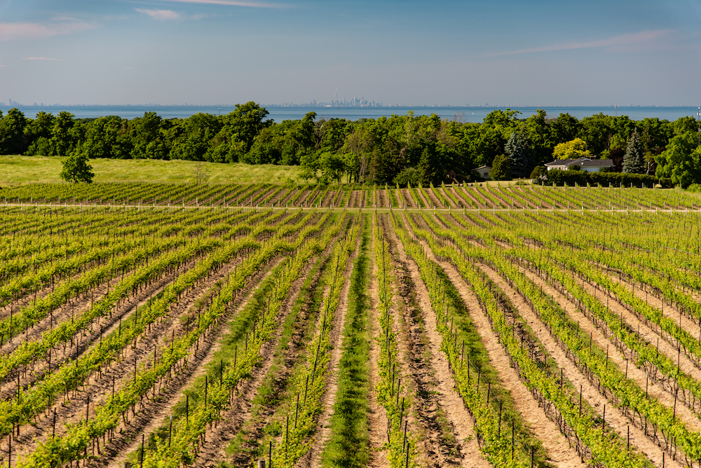Niagara vineyards