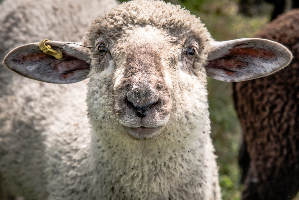 Featherstone Sheep labour 2019-07-09 - Wines In Niagara