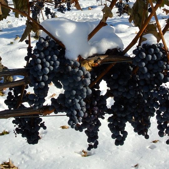 Earliest icewine harvest on record in Niagara, picked even before some table grapes Earliest icewine harvest on record in Niagara, picked even before some table grapes
