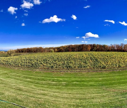 Our picks from a jam-packed Vintages wine release Saturday, plus a stunning Riesling from Vineland Our picks from a jam-packed Vintages wine release Saturday, plus a stunning Riesling from Vineland