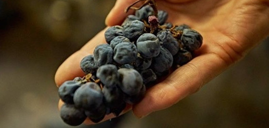 Niagara appassimento wines in the spotlight Wines In Niagara