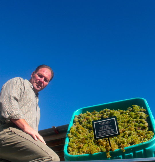 Oops … we’re doing it again! Another Grape X Riesling project coming from Vineland Estates