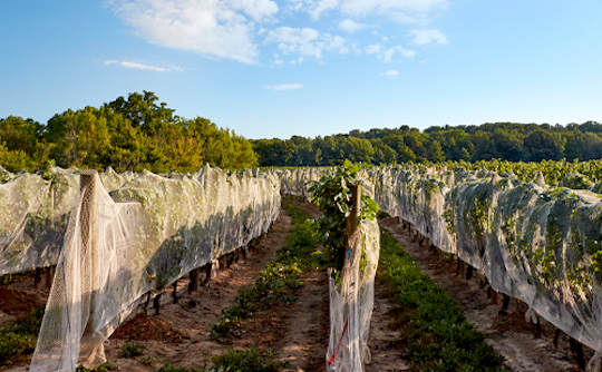 Cheers to 20 years of Le Clos Jordanne vines (and our picks at Vintages stores Saturday) Cheers to 20 years of Le Clos Jordanne vines (and our picks at Vintages stores Saturday)