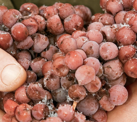The big push to make Canadian icewine cool again