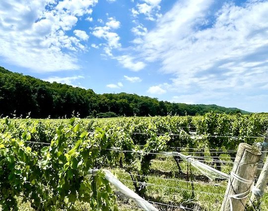 Historic Grimsby Hillside the ‘most exciting secret vineyard in Niagara’