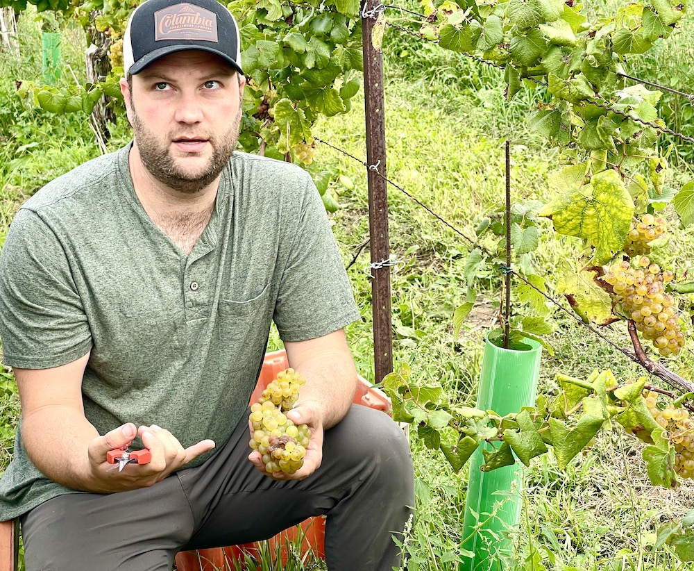 Ontario wine