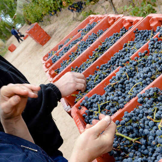 From Mendoza to Ontario, a Niagara wine couple’s passion project