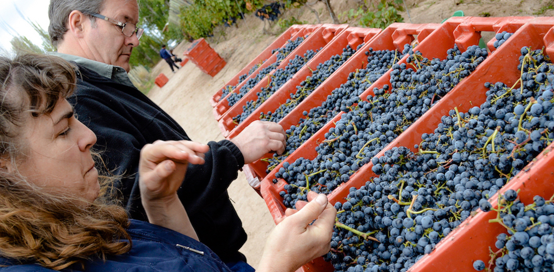 From Mendoza to Ontario, a Niagara wine couple’s passion project From Mendoza to Ontario, a Niagara wine couple’s passion project