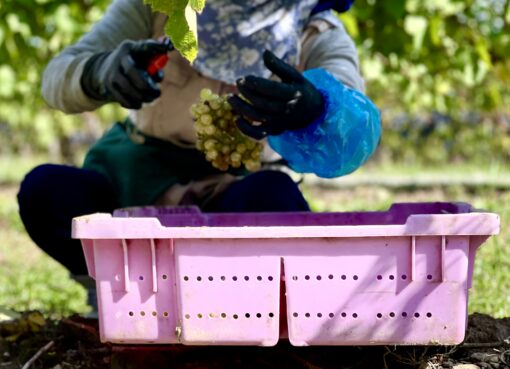 2025 Harvest Report: Banner vintage unfolding across Niagara Peninsula