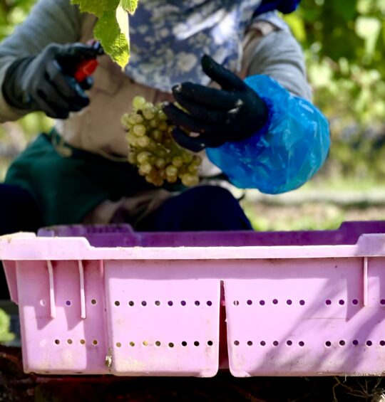 2025 Harvest Report: Banner vintage unfolding across Niagara Peninsula