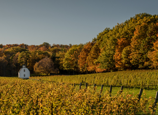 2025 Harvest Report: Banner vintage unfolding across Niagara Peninsula