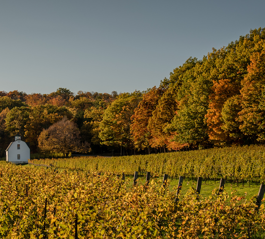 2025 Harvest Report: Banner vintage unfolding across Niagara Peninsula