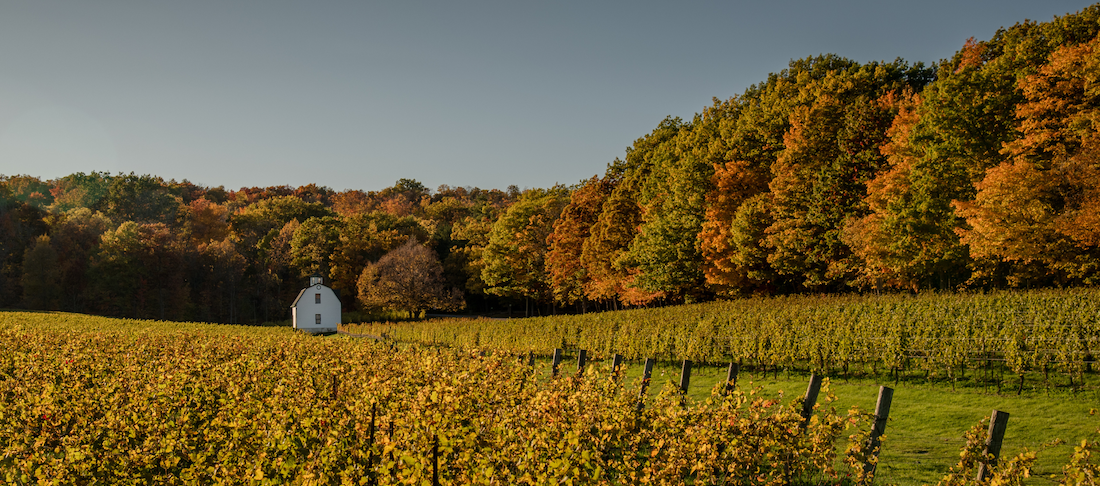 2025 Harvest Report: Banner vintage unfolding across Niagara Peninsula