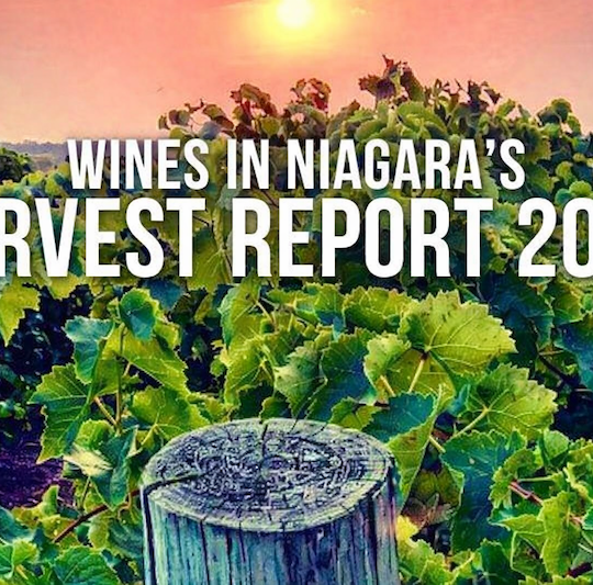 Harvest Report 2025 Part II: High praise from the rest of Ontario