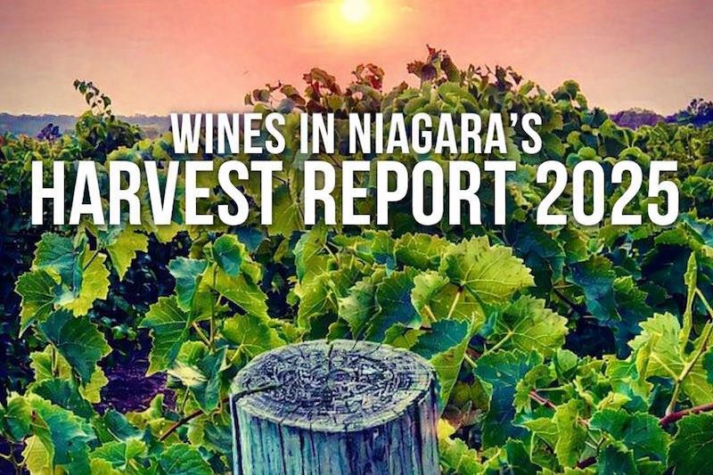 Niagara harvest