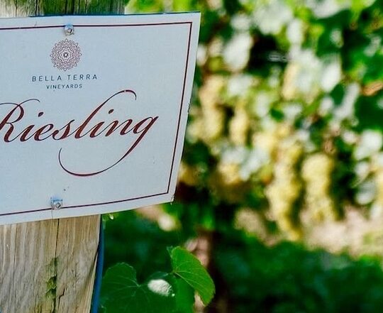 Niagara Riesling needs more than a warm birthday hug once a year