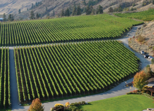 First 100% B.C. white wines return after disastrous back-to-back vintages