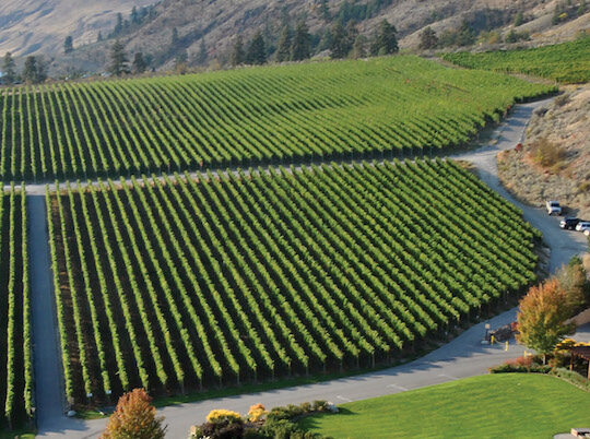 First 100% B.C. white wines return after disastrous back-to-back vintages