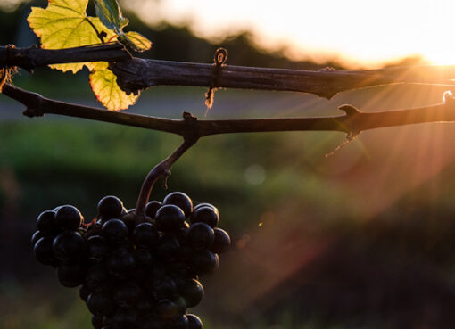 Sadly, it’s time to say goodbye to Wines in Niagara