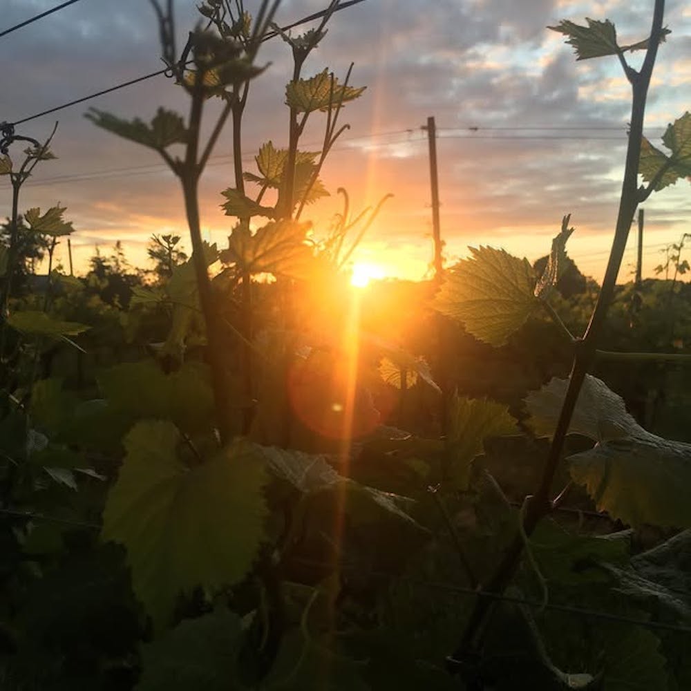 Niagara wine