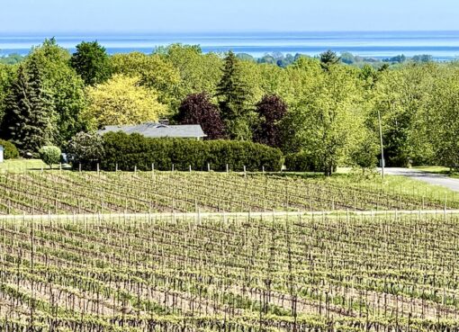 Flat Rock Cellars’ top 2025 wines are ‘powerful without heaviness’