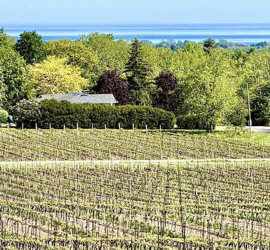 Flat Rock Cellars’ top 2025 wines are ‘powerful without heaviness’